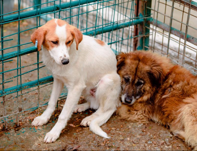 Scrisoare deschisă: cel mai bun prieten are nevoie de&nbsp;ajutor