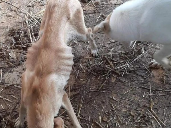 Coaliția ONG Protecția Animalelor înaintează sesizarea de neconstituționalitate a px 116/2023 și cere oprirea&nbsp;proiectului