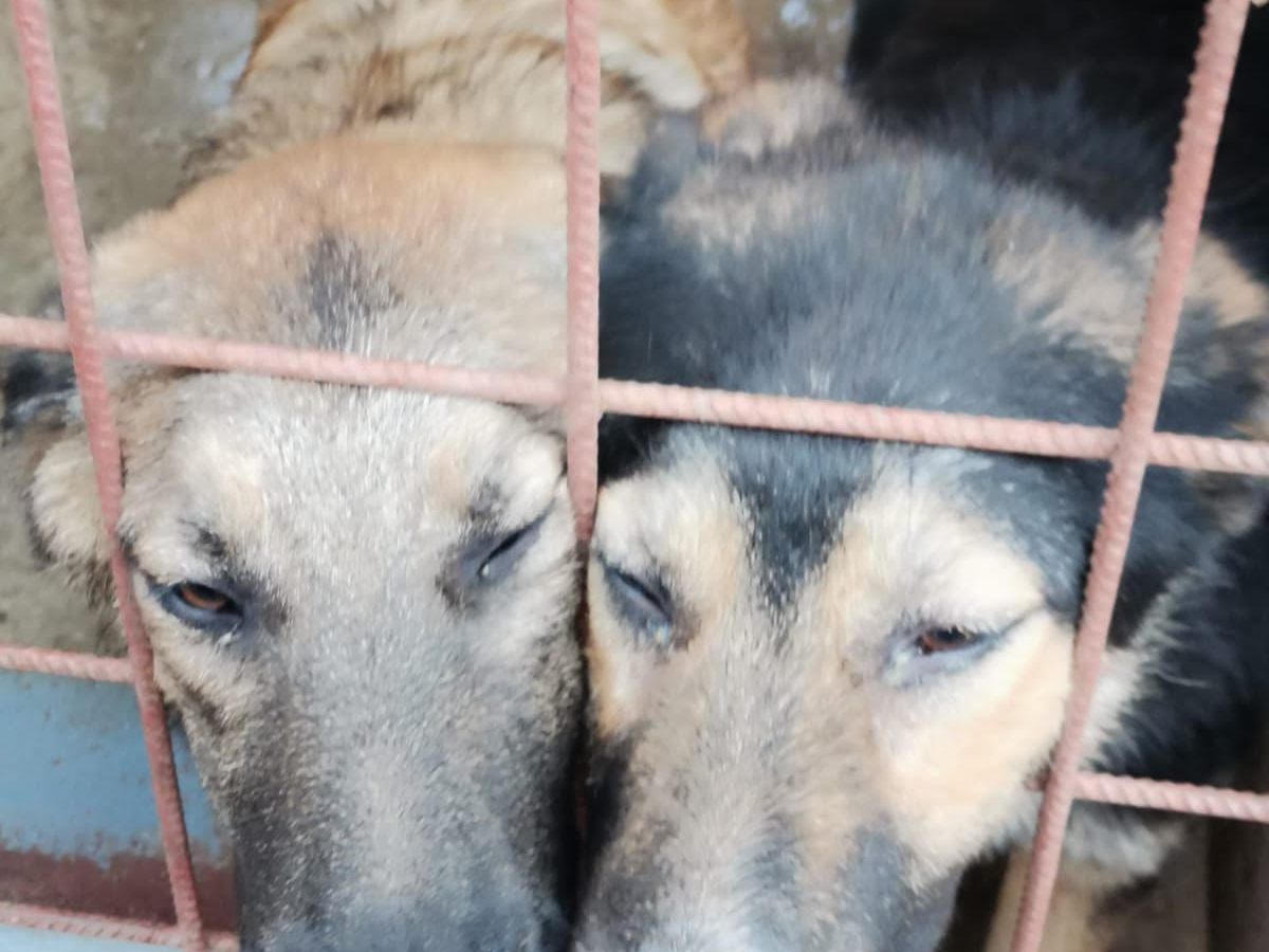 Coaliția Protecția Animalelor solicită noii guvernări o abordare responsabilă și sustenabilă a populației de&nbsp;câini.