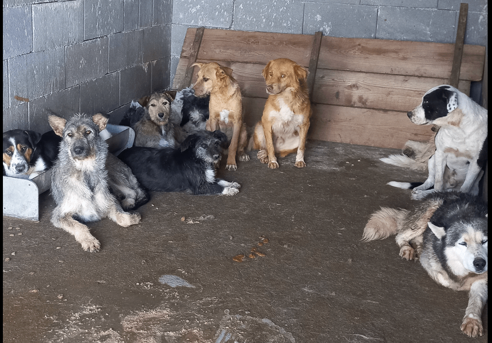 Comunicat de presă: ONG-urile pentru protecția animalelor contestă ferm modificările OUG&nbsp;155