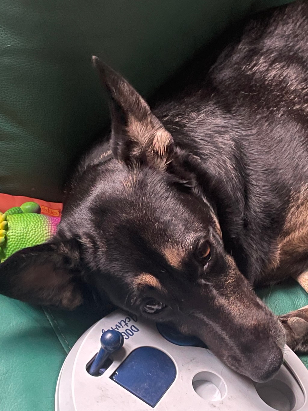 Ritualuri de Căței | DOGS are&nbsp;CANDY