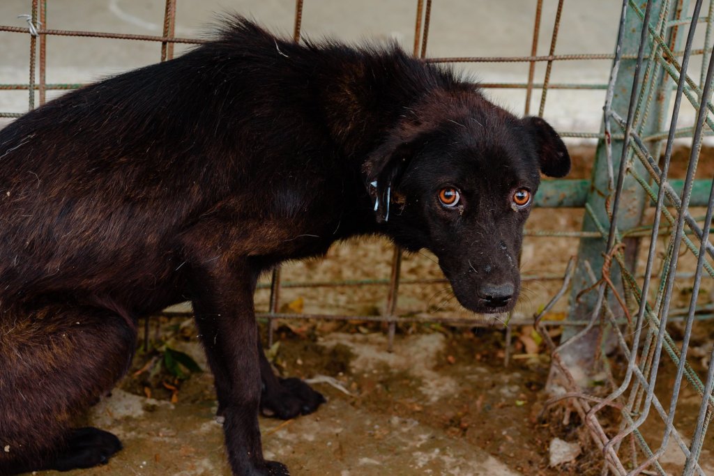 Coaliția ONG Protecția Animalelor: Solicitare privind modificarea Ordonanței de Urgența nr. 155 din 2001 și înlocuirea eutanasierii cu modalitățile umane, eficiente și recomandate de management al populației de animale fără stapan, cu referire la proiectele de lege L469 și L511 din&nbsp;2022