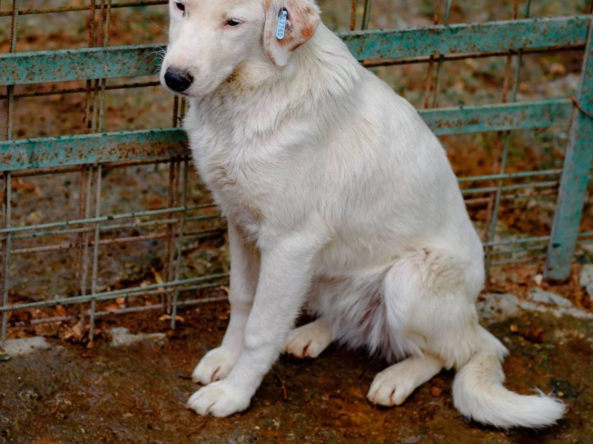 Comunicat de presă: Coalitia Protectia Animalelor cere managementul câinilor prin metode eficiente și etice, nu brutale. Un proiect de lege din Parlament vizează omorârea câinilor și pisicilor cu puști cu laser, niciun proiect de sterilizare nu este acceptat sau&nbsp;inițiat