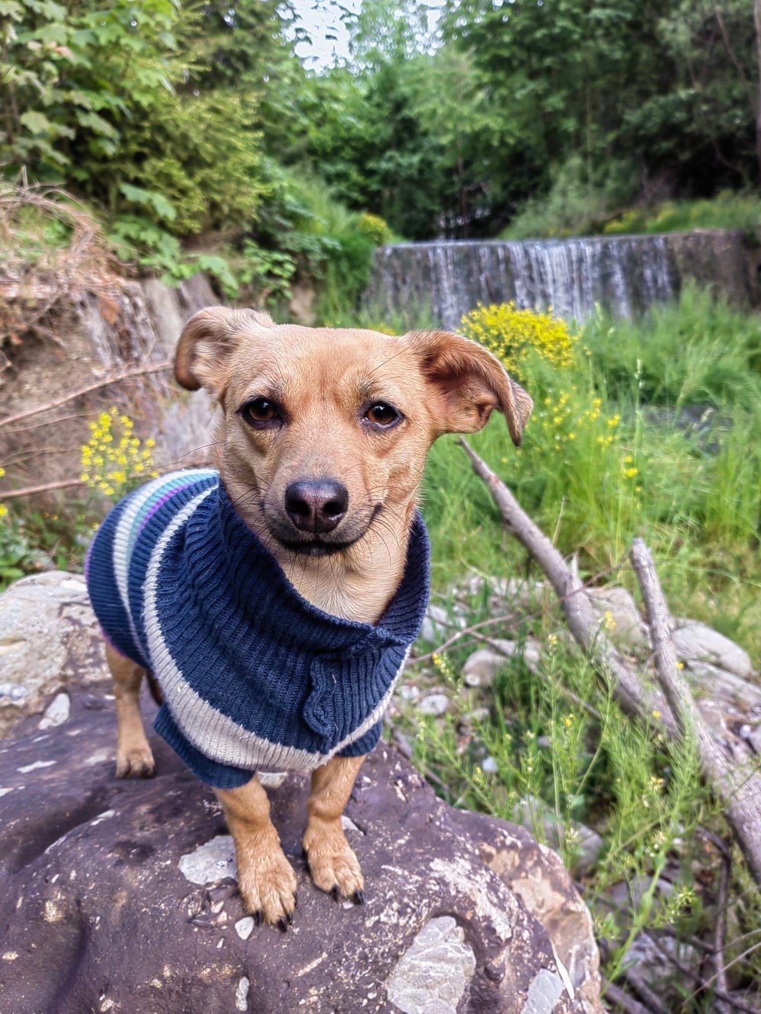 aodpta nu cumpara caine mic caine de rasa chiuaua