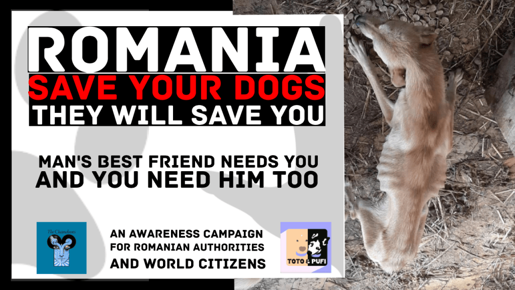 ROMÂNIA, SALVEAZĂ-ȚI CÂINII!   Și ei te vor&nbsp;salva!