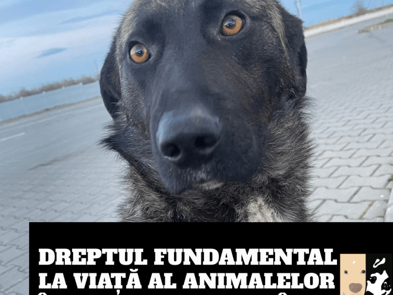 Dreptul Animalelor la Viață în&nbsp;Constituție
